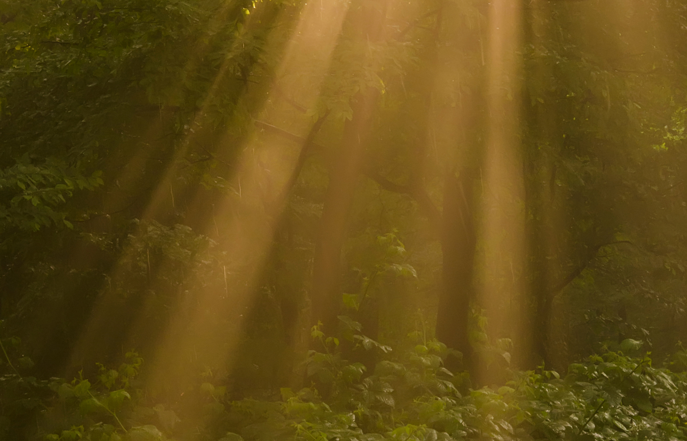 emilie baroin hypnose perte de poids arret cigarette confiance en soi
